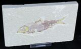 Bargain Knightia Fossil Fish - Wyoming #21441-1